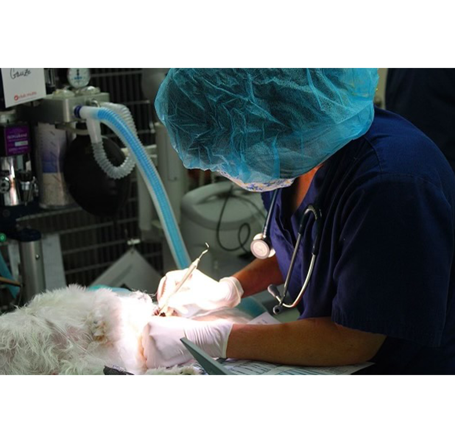 Animal Medical Center (Tuscaloosa) Dental Surgery