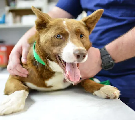 Happy dog at Animal Medical Center of Hattiesburg. Happy dog at Animal Medical Center of Hattiesburg.