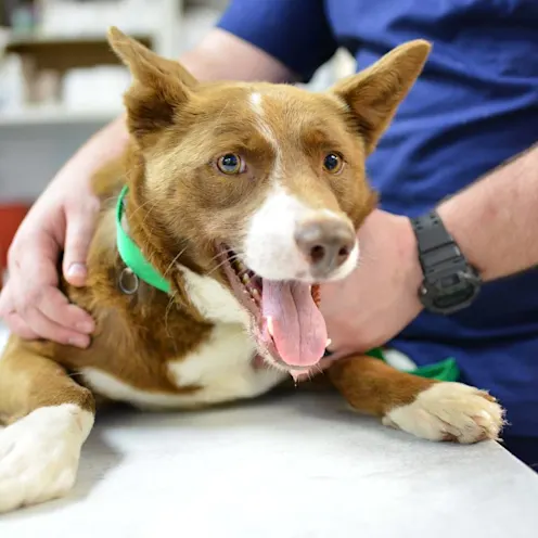 Happy dog at Animal Medical Center of Hattiesburg. Happy dog at Animal Medical Center of Hattiesburg.