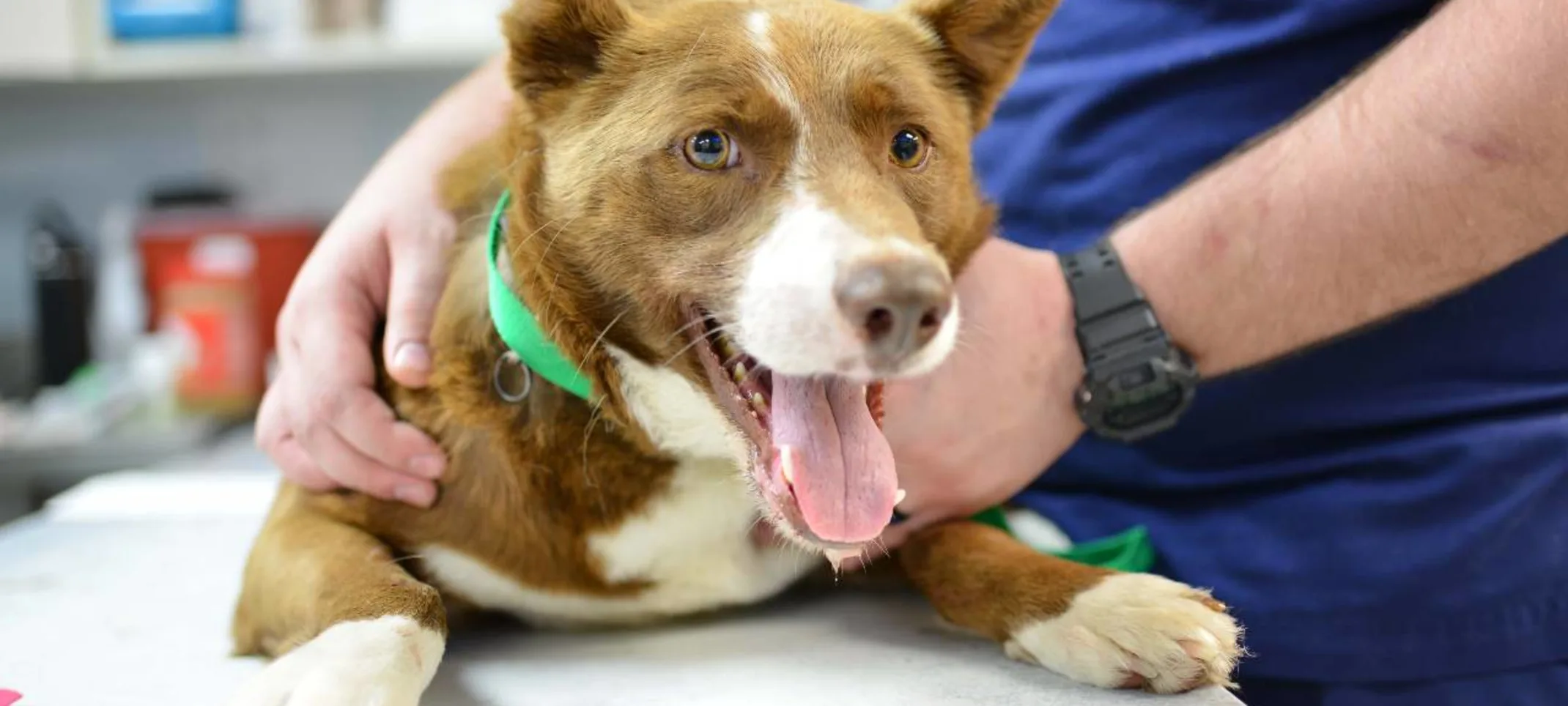 Happy dog at Animal Medical Center of Hattiesburg.