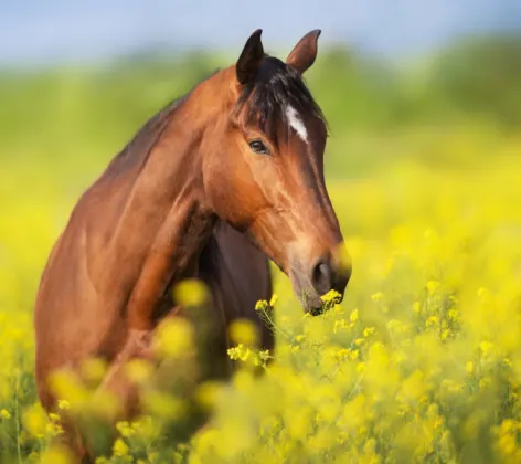 Horse in field with yellow flowers