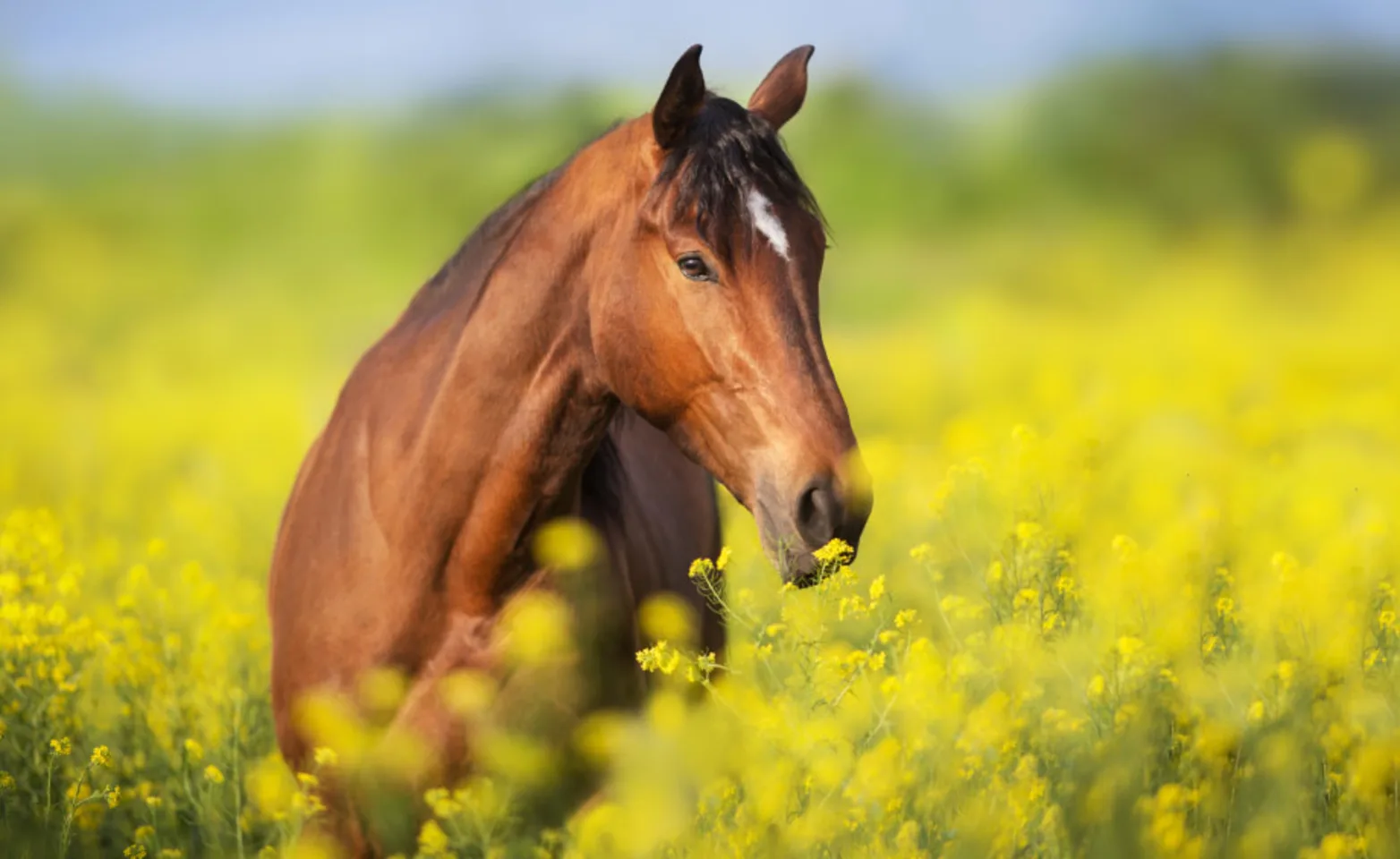 Horse in field with yellow flowers