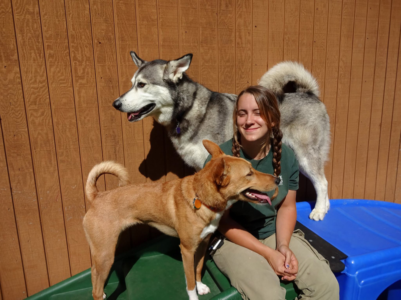 Staff with dogs