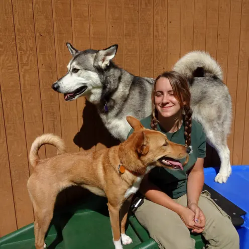 Staff with dogs