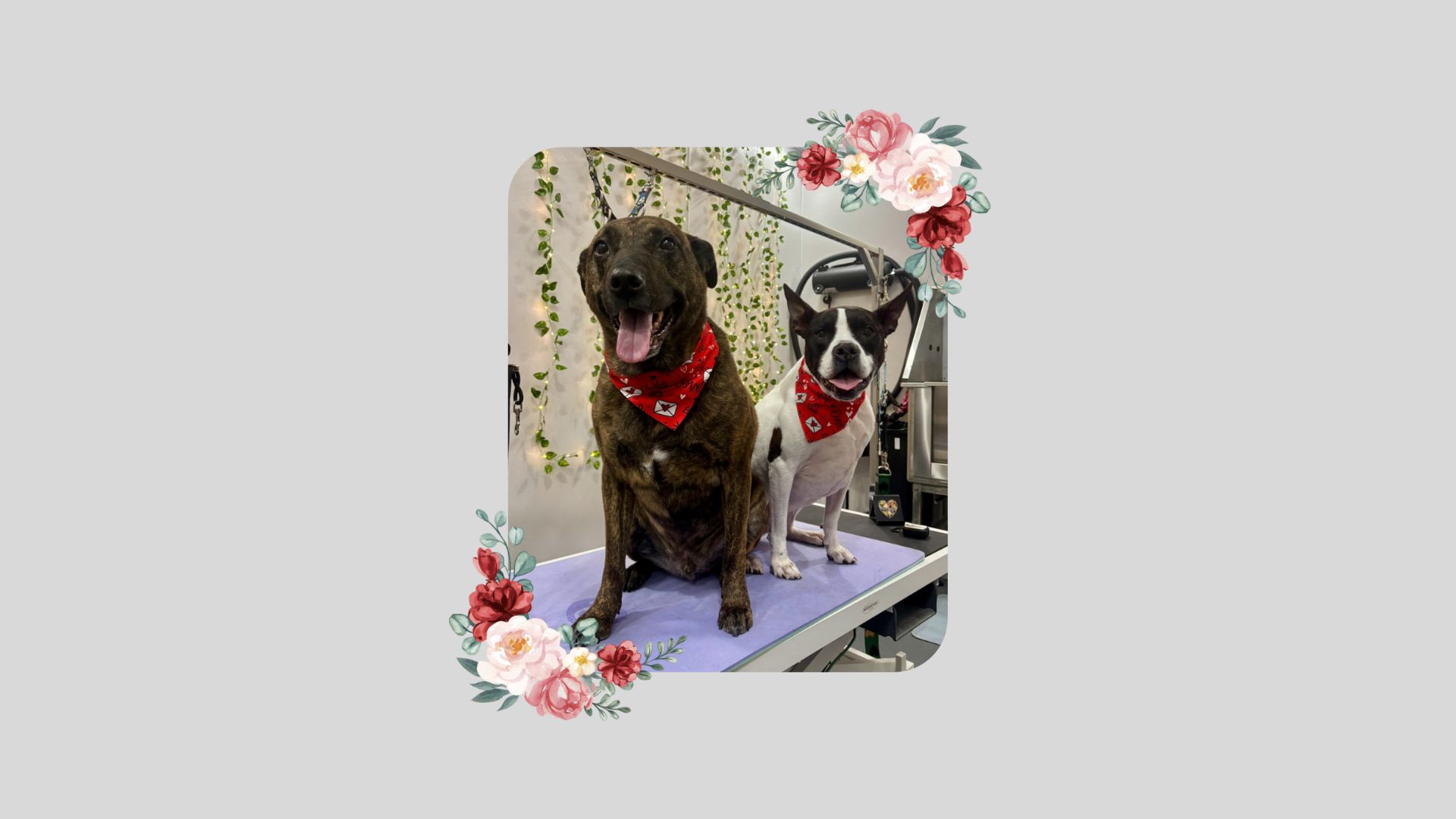 Two dogs with red bandanas on a grooming table