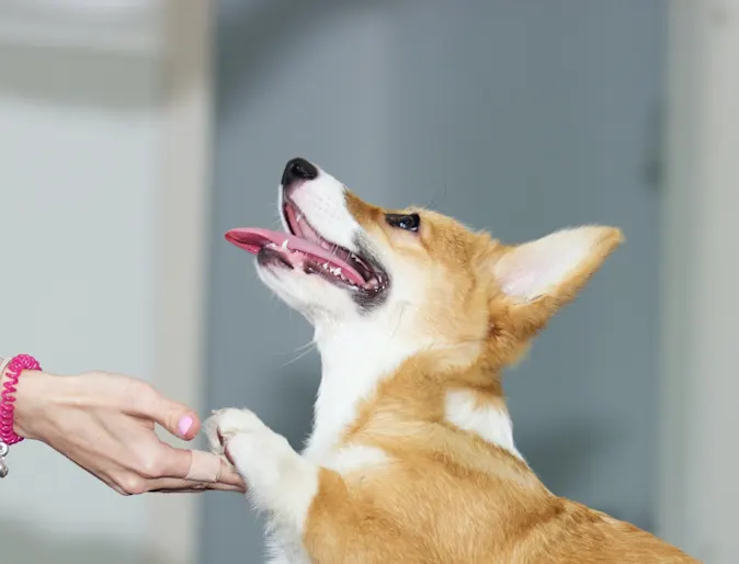 Dog shaking with owner Dog shaking with owner