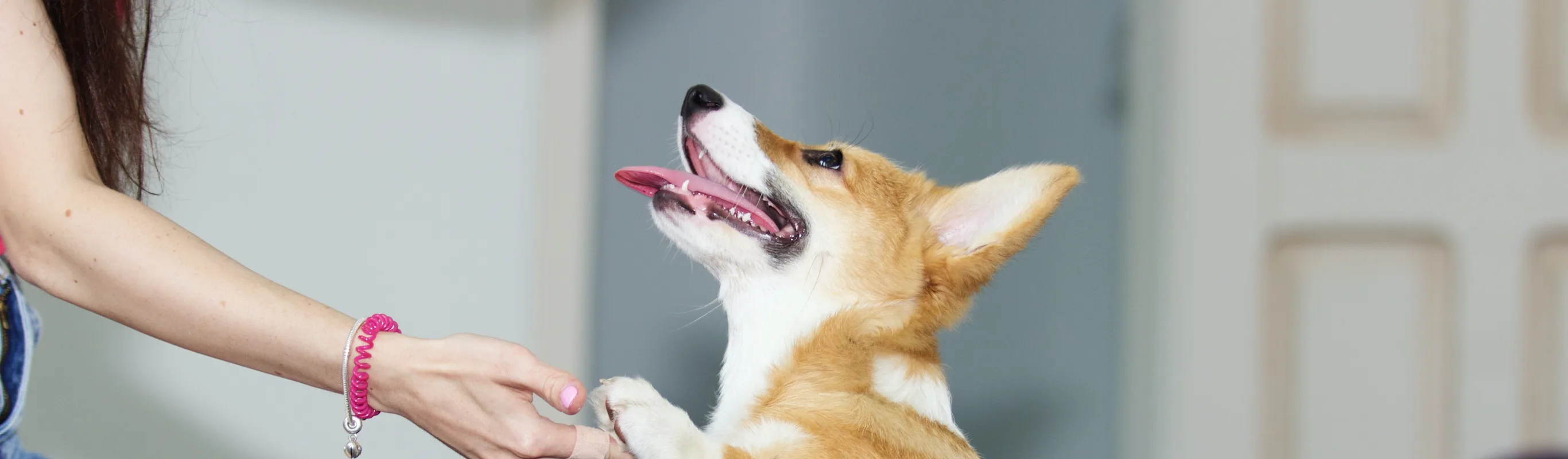 Dog shaking with owner Dog shaking with owner