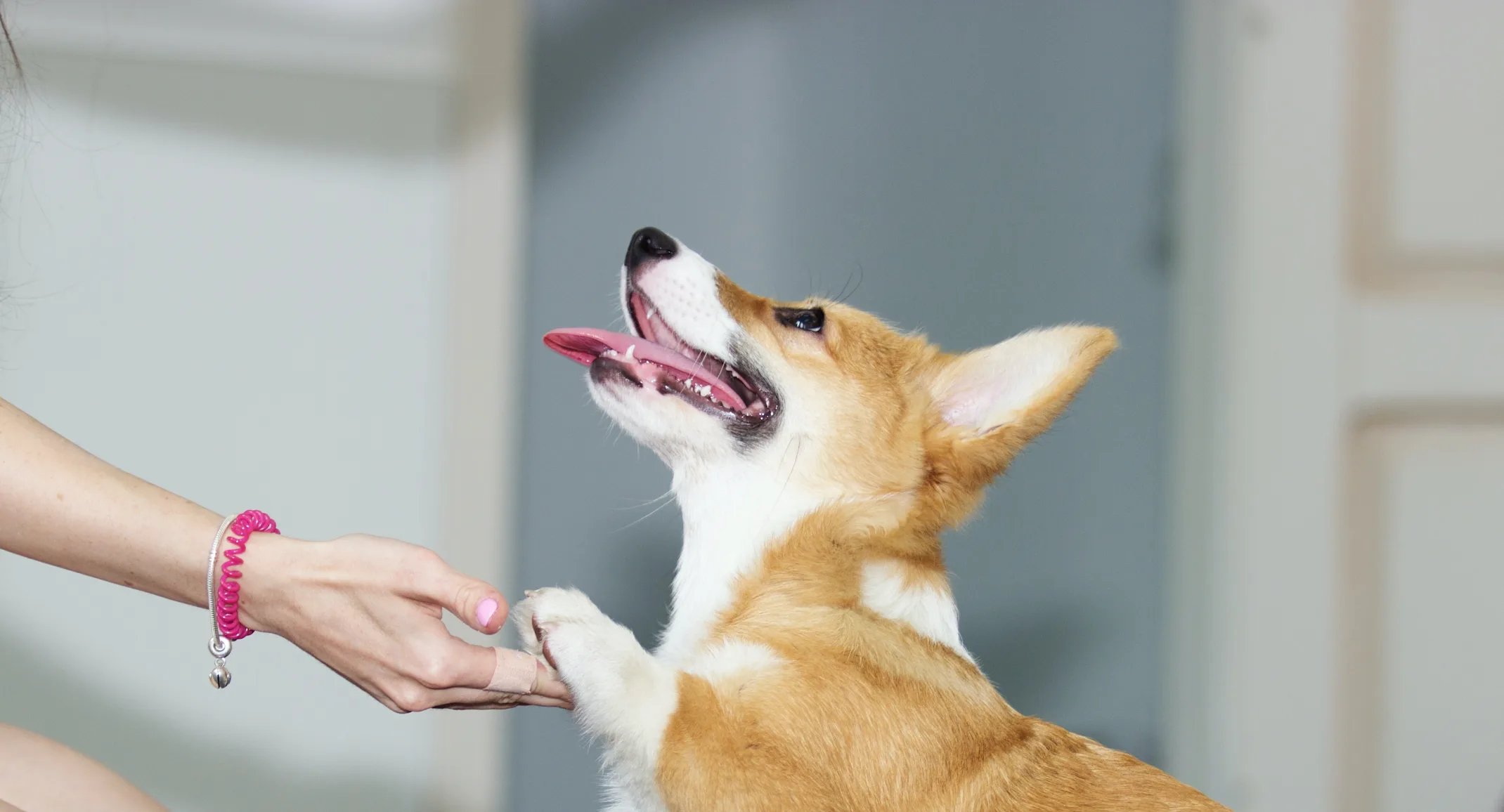 Dog shaking with owner Dog shaking with owner