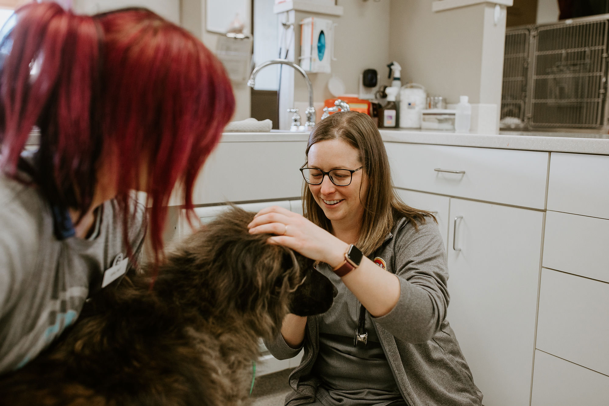Two employees examining a German Shepherd Dog
