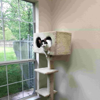 A cat relaxing in a cat tower at Shady Brook Animal Hospital's boarding facility