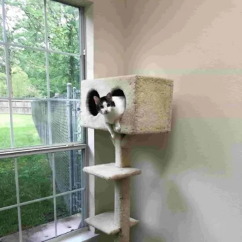 A cat relaxing in a cat tower at Shady Brook Animal Hospital's boarding facility