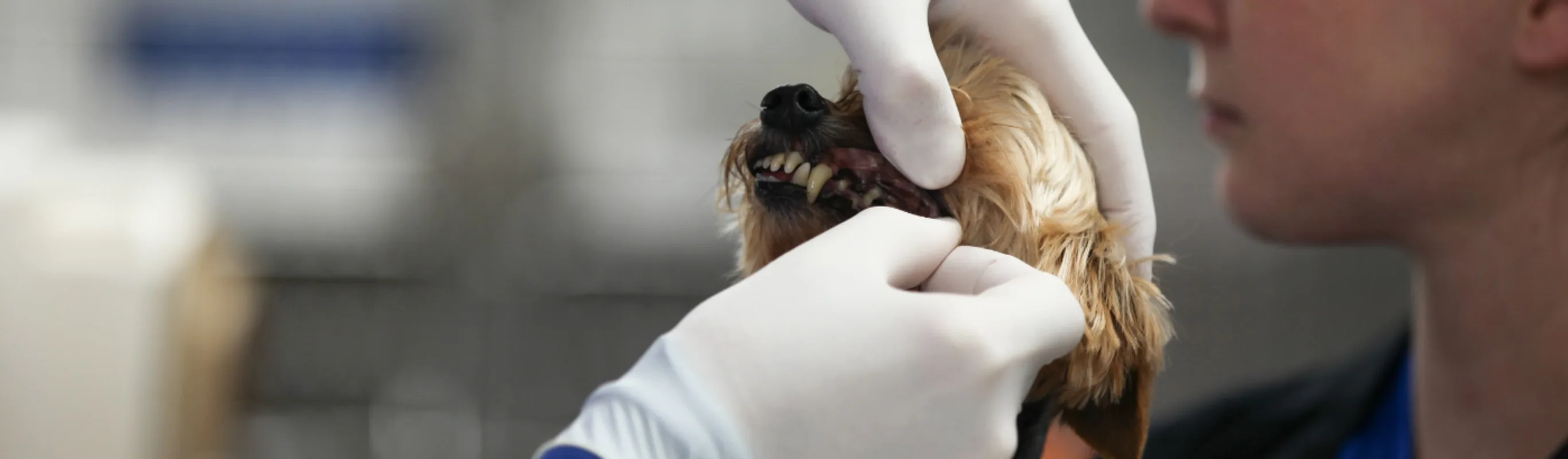 Veterinarians cleaning a puppy's teeth