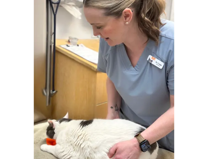 Dr. Michelle Lange does a feline nutrition consult Dr. Michelle Lange does a feline nutrition consult
