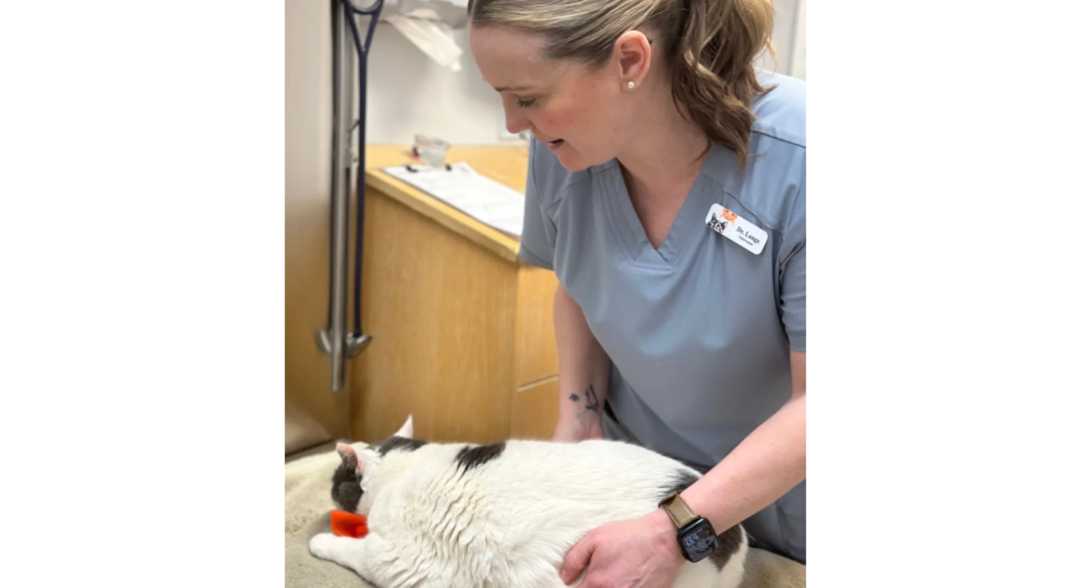 Dr. Michelle Lange does a feline nutrition consult Dr. Michelle Lange does a feline nutrition consult