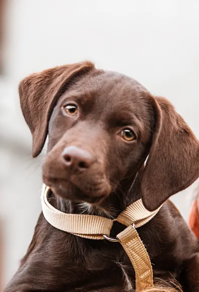 Puppy with leash Puppy with leash