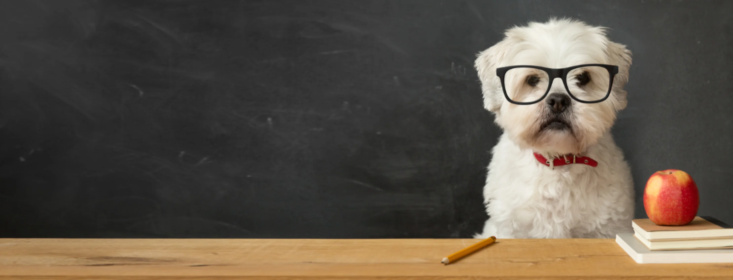 White Dog Wearing Glasses with School Supplies & Chalkboard White Dog Wearing Glasses with School Supplies & Chalkboard