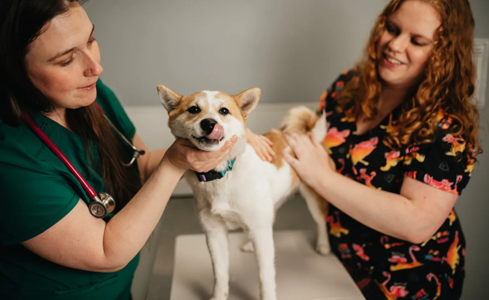 Orange and white Shiba Inu dog on a table with its tongue out and with two female staff members