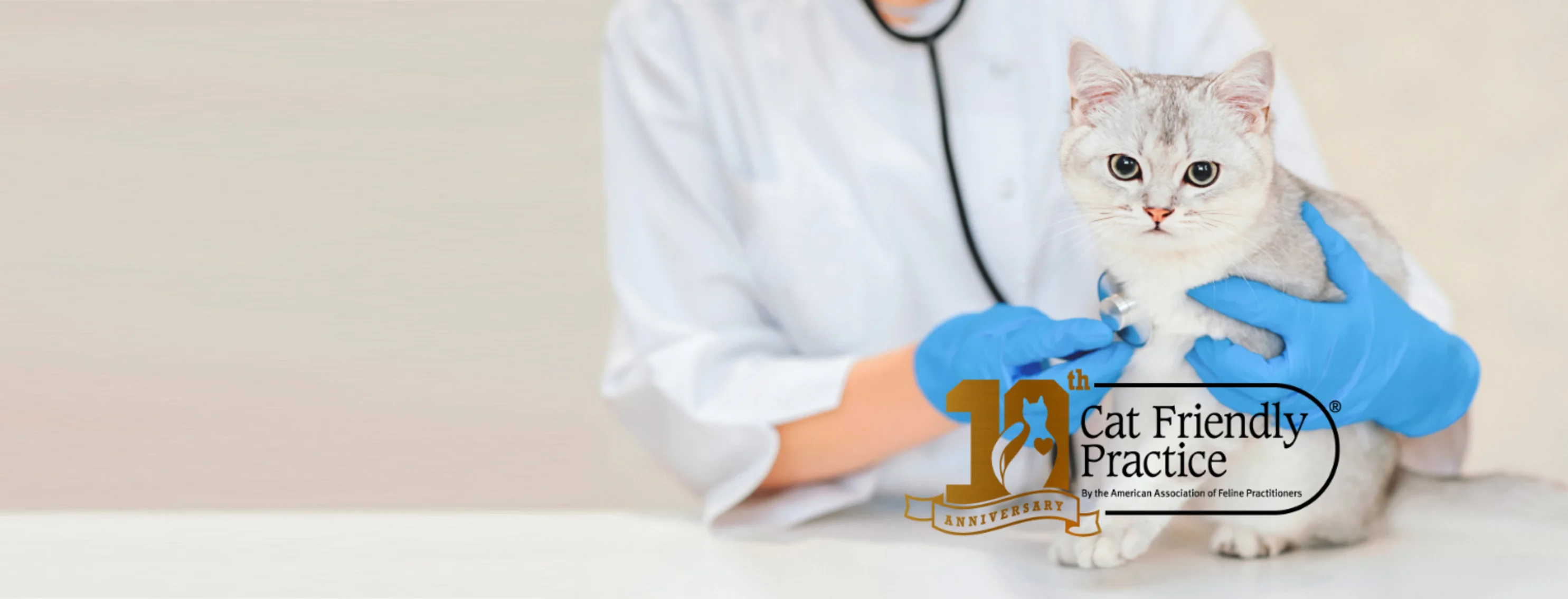 A Veterinarian Listening to a Cat's Heartbeat A Veterinarian Listening to a Cat's Heartbeat