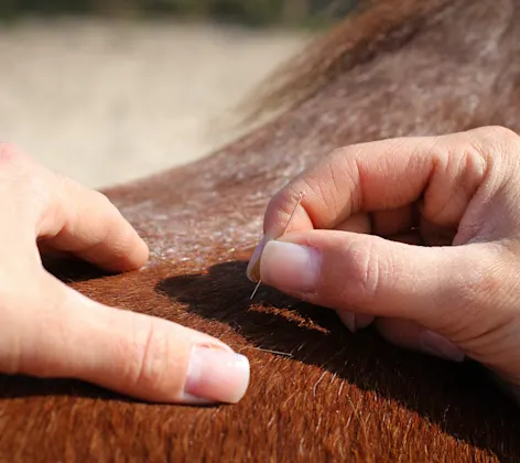 Brown horse receiving acupuncture Brown horse receiving acupuncture