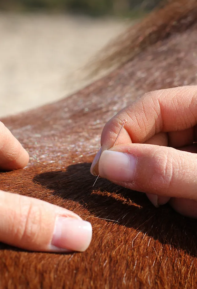 Brown horse receiving acupuncture Brown horse receiving acupuncture