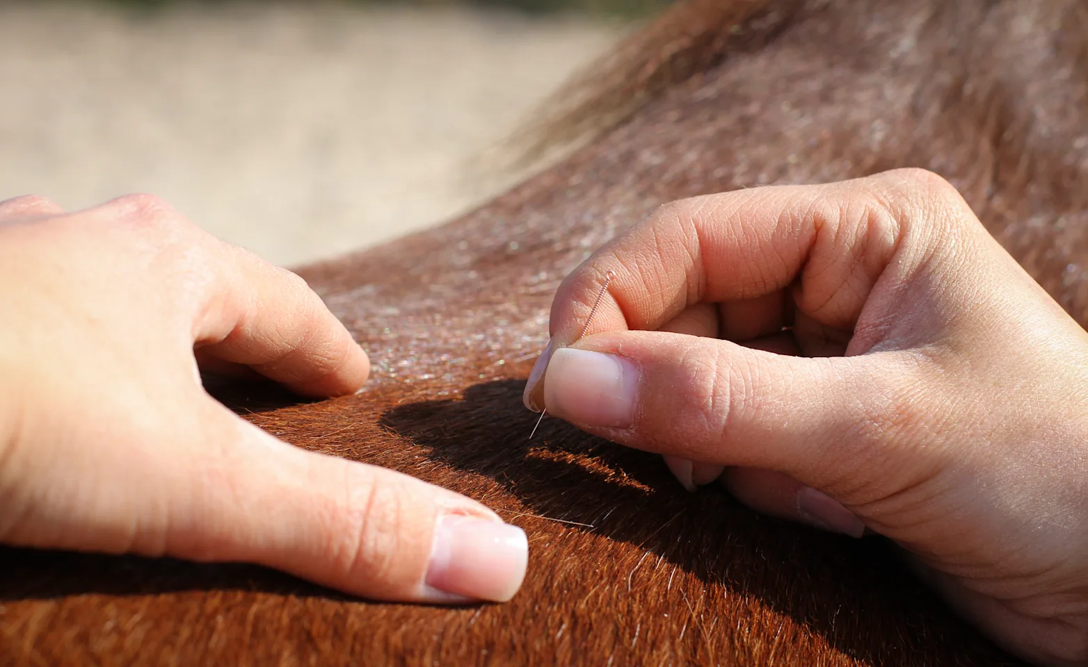 Brown horse receiving acupuncture Brown horse receiving acupuncture
