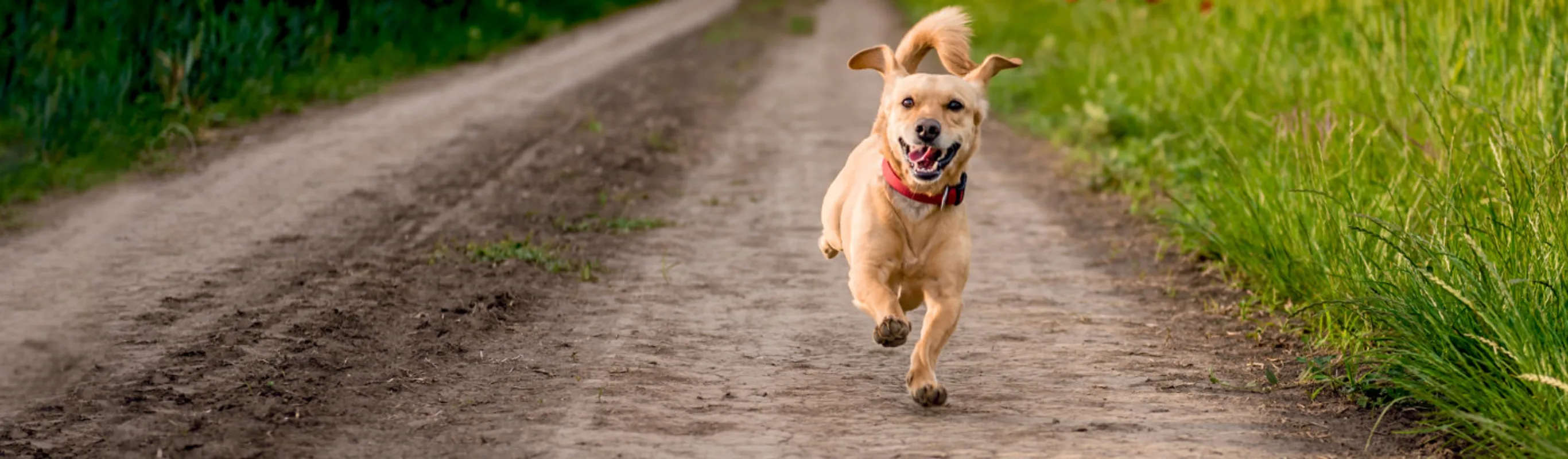 Dog Running Towards Camera on a Dirt Path Dog Running Towards Camera on a Dirt Path