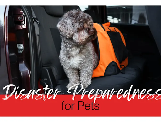 Disaster preparedness for pets Disaster preparedness for pets