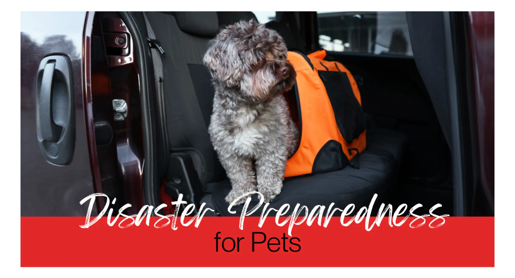 Disaster preparedness for pets Disaster preparedness for pets