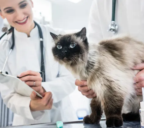 Cat sitting on a table being looked at by vet 