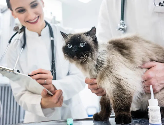 Cat sitting on a table being looked at by vet Cat sitting on a table being looked at by vet