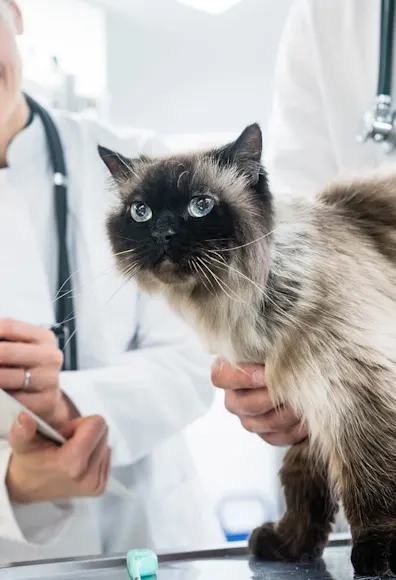 Cat sitting on a table being looked at by vet Cat sitting on a table being looked at by vet