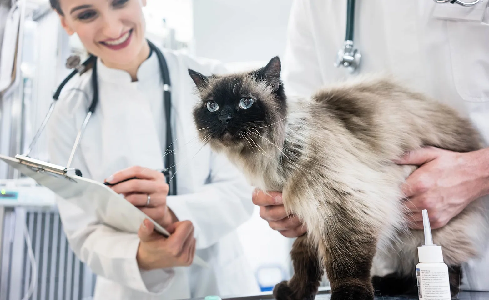 Cat sitting on a table being looked at by vet 