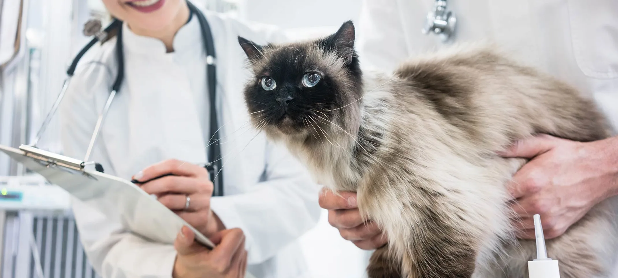 Cat sitting on a table being looked at by vet Cat sitting on a table being looked at by vet