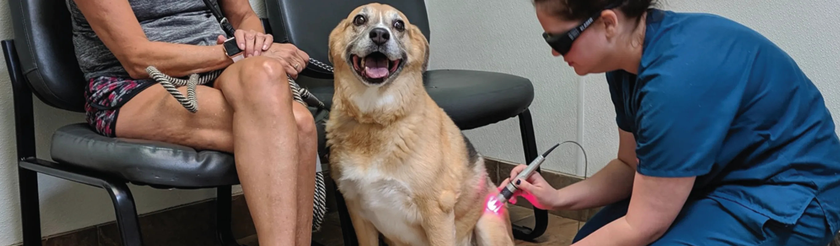 Laser Therapy on dog Laser Therapy on dog