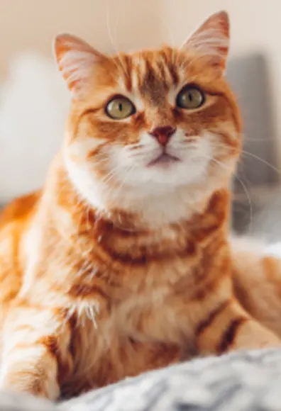 Orange cat sitting amongst blankets at home