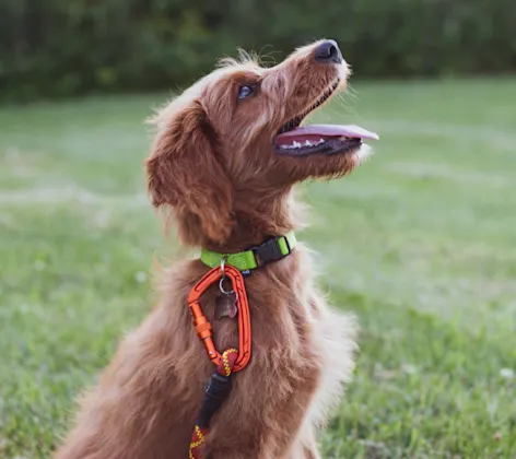 Brown Dog Looking Right with Tongue Out Brown Dog Looking Right with Tongue Out