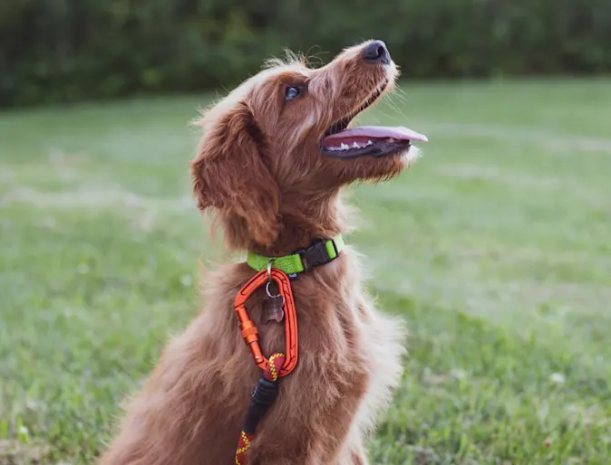 Brown Dog Looking Right with Tongue Out