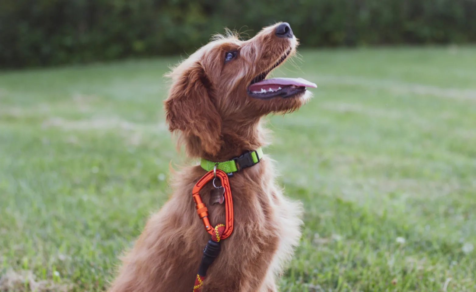 Brown Dog Looking Right with Tongue Out