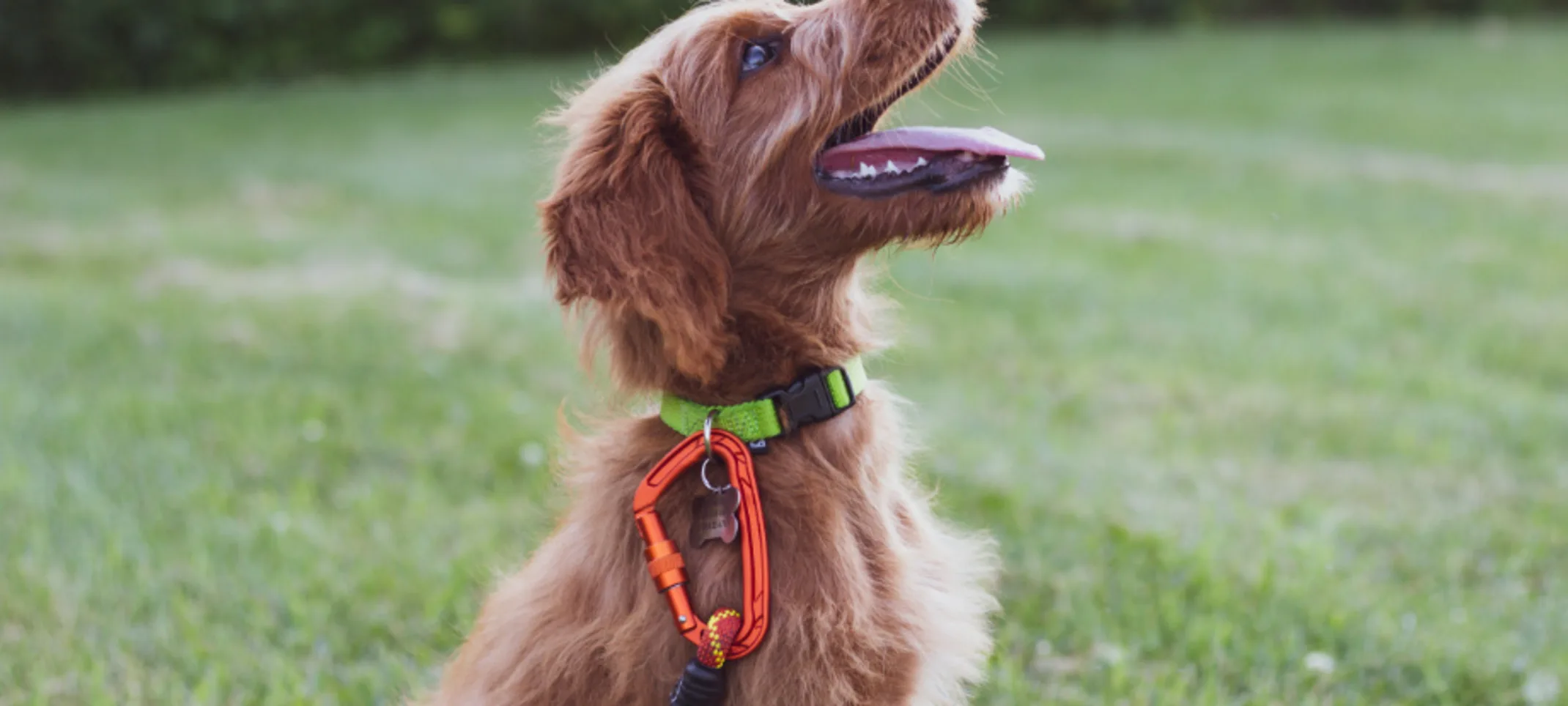 Brown Dog Looking Right with Tongue Out Brown Dog Looking Right with Tongue Out