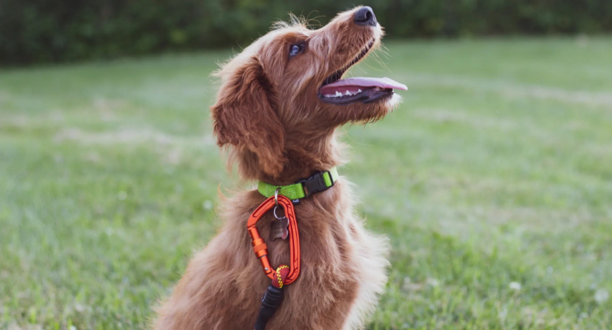 Brown Dog Looking Right with Tongue Out Brown Dog Looking Right with Tongue Out
