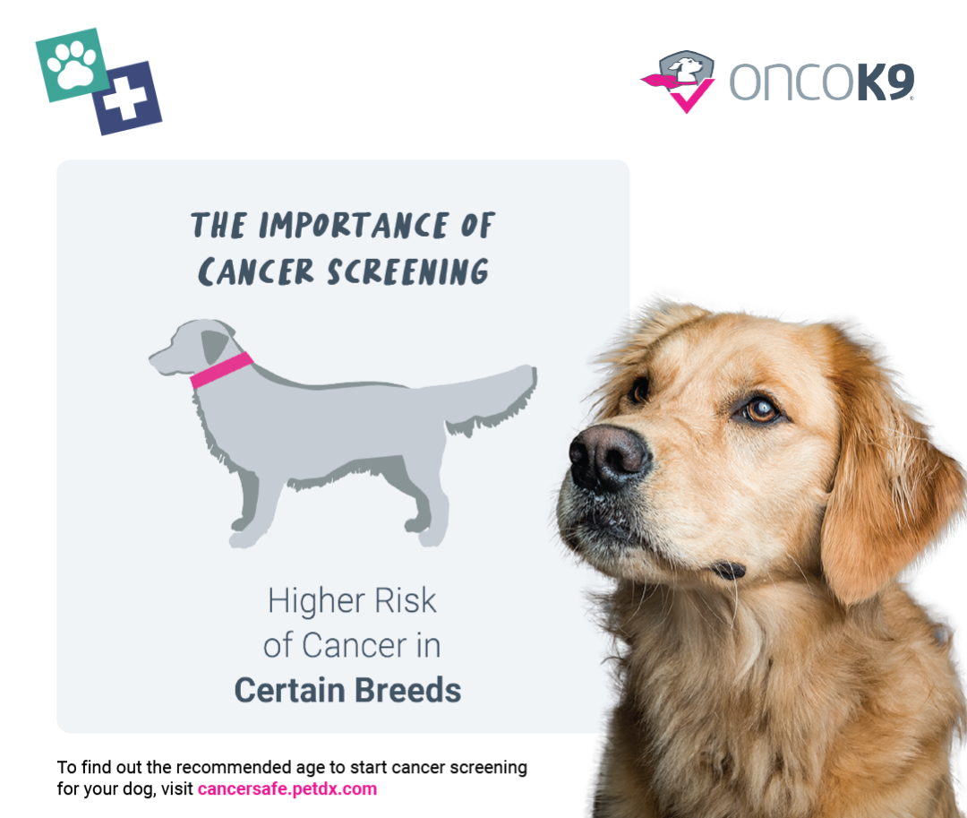 A graphic with an indistinct illustration of a medium sized dog with the text, "The Importance of Cancer Screening - Higher risk of cancer in certain breeds". To the right is an image of a dog with blonde fur looking to their right.