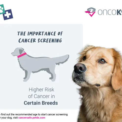 A graphic with an indistinct illustration of a medium sized dog with the text, "The Importance of Cancer Screening - Higher risk of cancer in certain breeds". To the right is an image of a dog with blonde fur looking to their right.