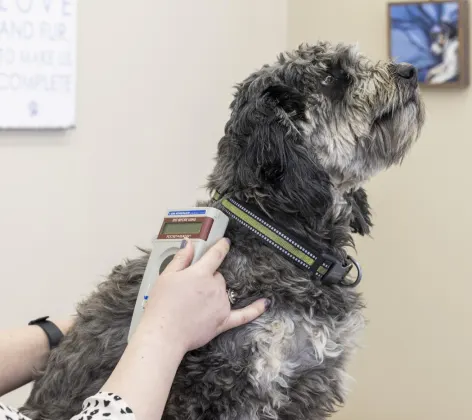 Dog with microchip scanner