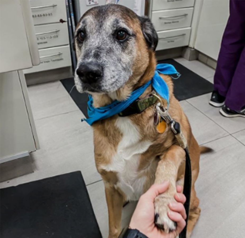 Dog with a blue bandana holding hands with a staff member