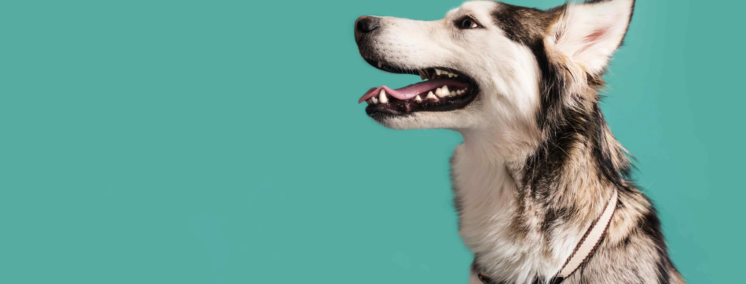 Studio photo of dog with teal background