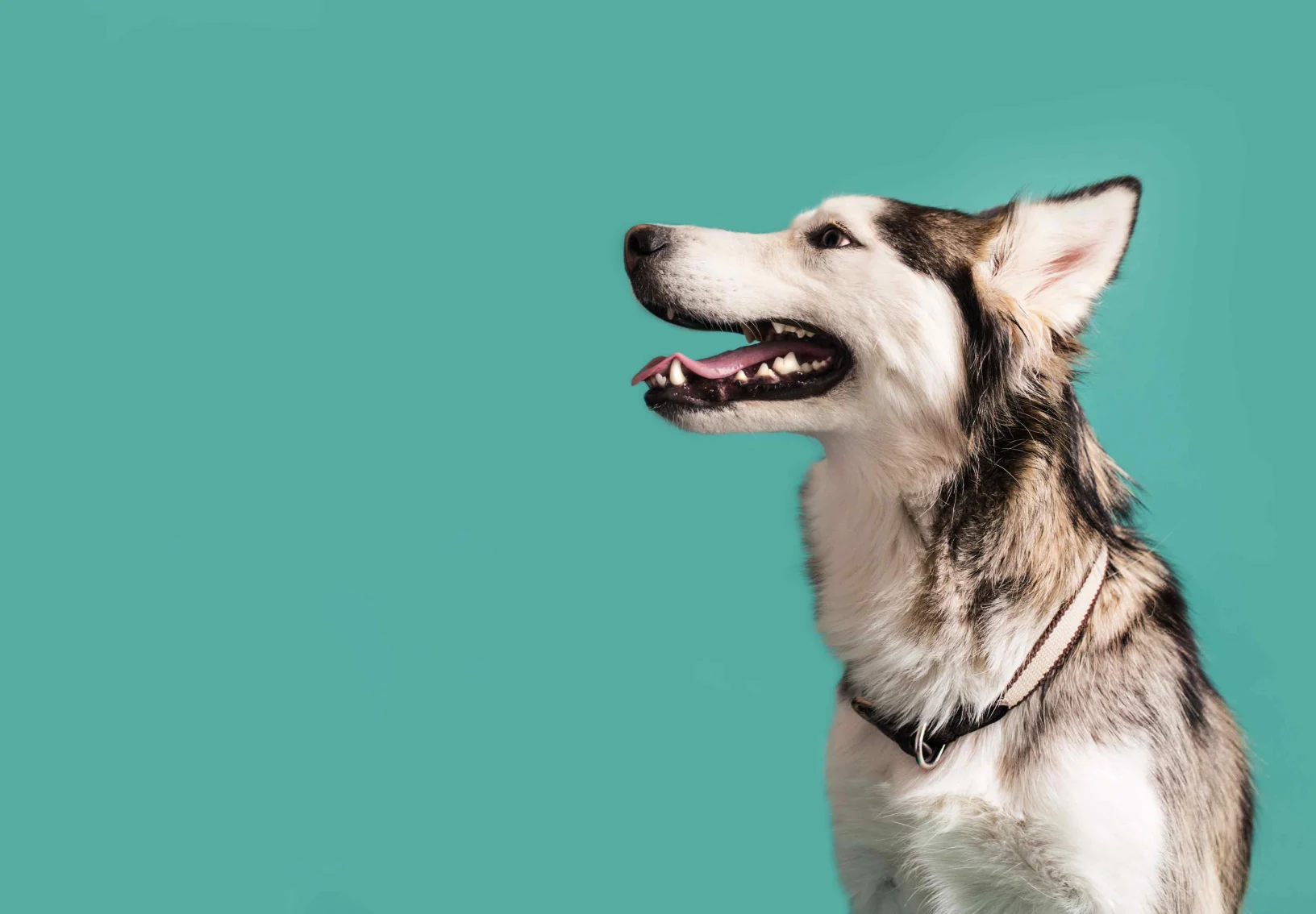 Studio photo of dog with teal background