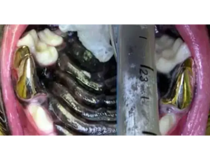 Pet's teeth with metal crowns Pet's teeth with metal crowns