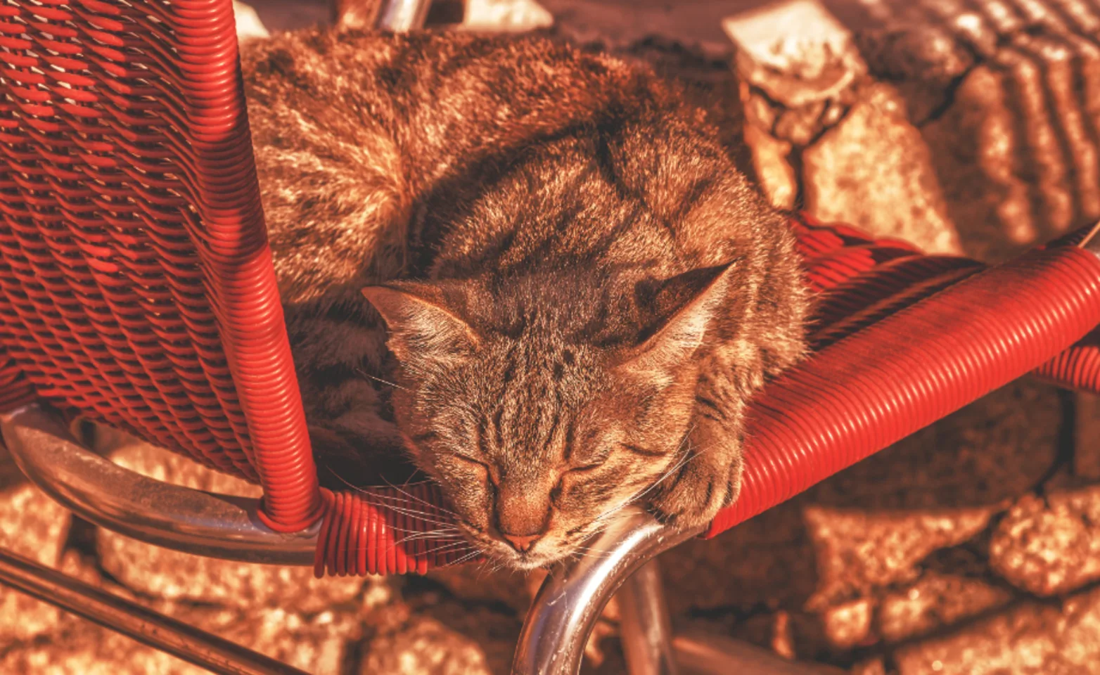 Cat laying in desert