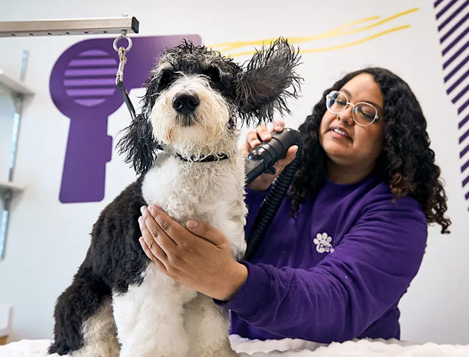 Groomer brushing dog's chest Groomer brushing dog's chest