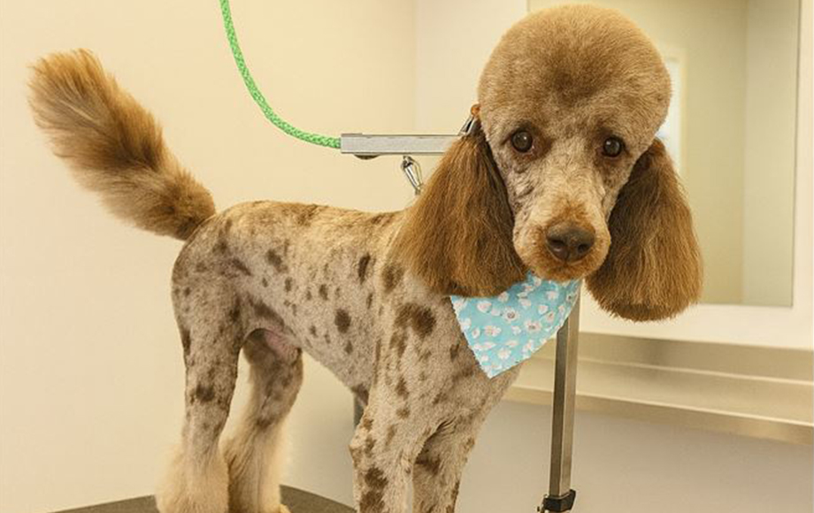 Poodle being groomed